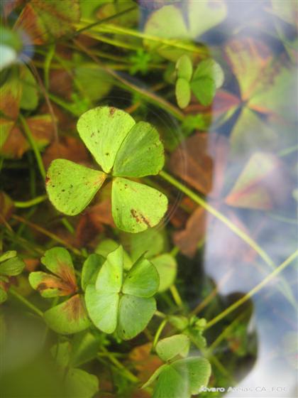 Marsilea hirsuta R.Br.
